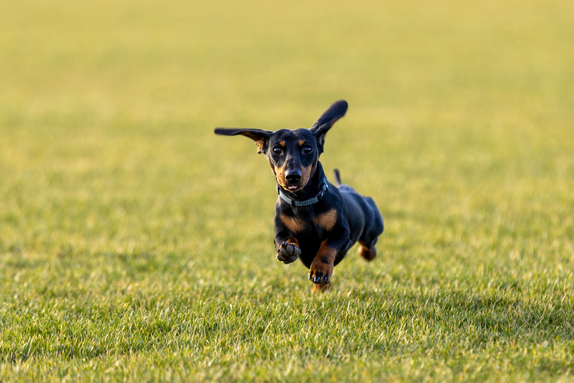 Young dachshund running on green meadow in summer afternoon.