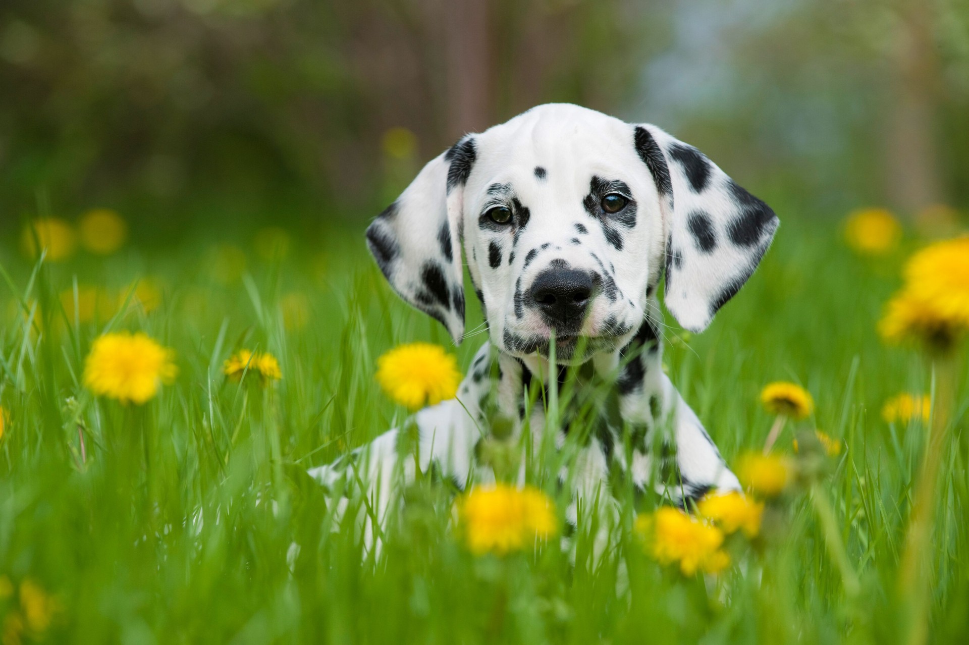 One Dalmatian puppy in a field with yellow flowers