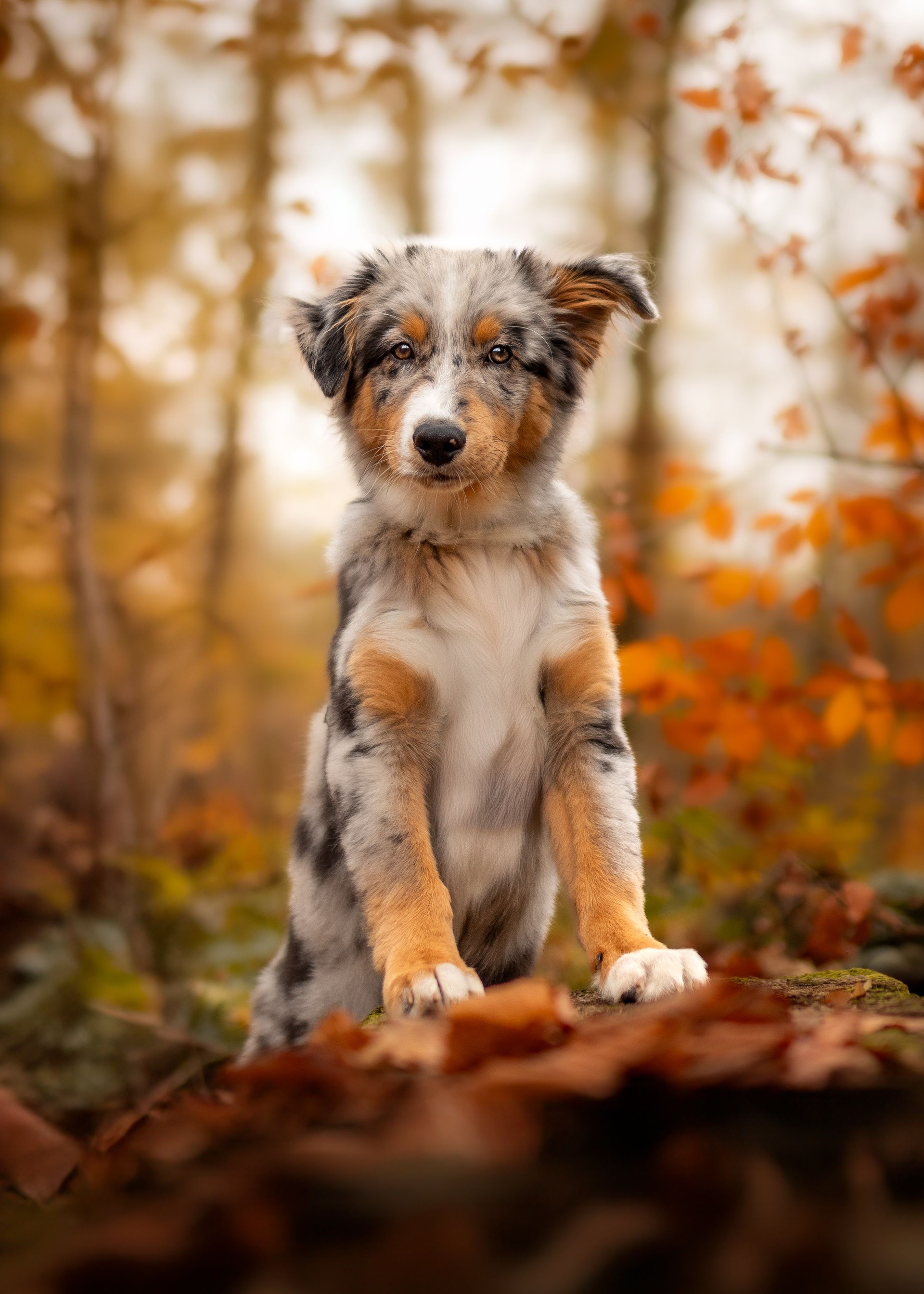 Puppy Australian Shepherd Dog sitting in the autumn forest, Pet in Nature, trekking, hiking, travel