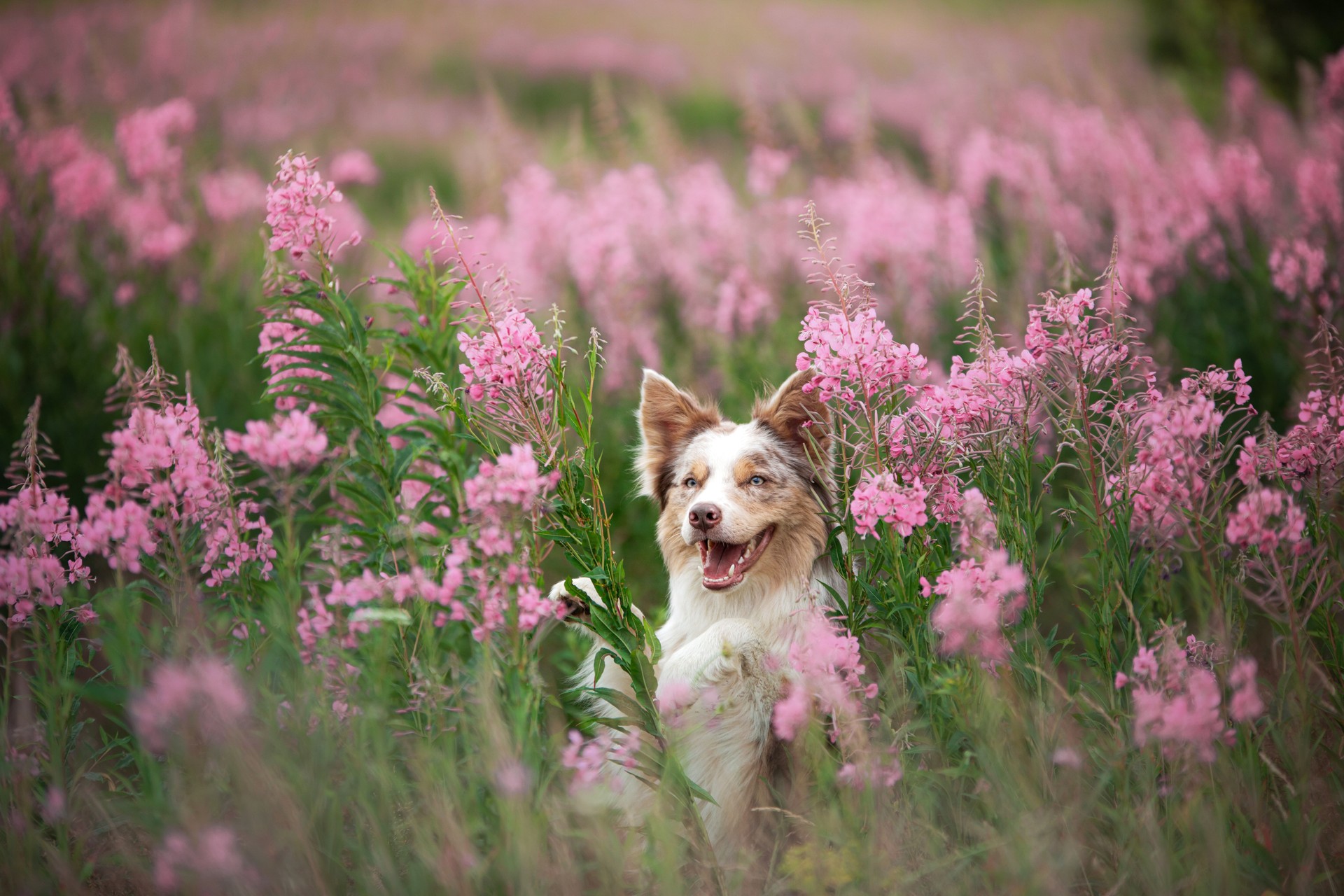dog in pink colors. Border collie in nature