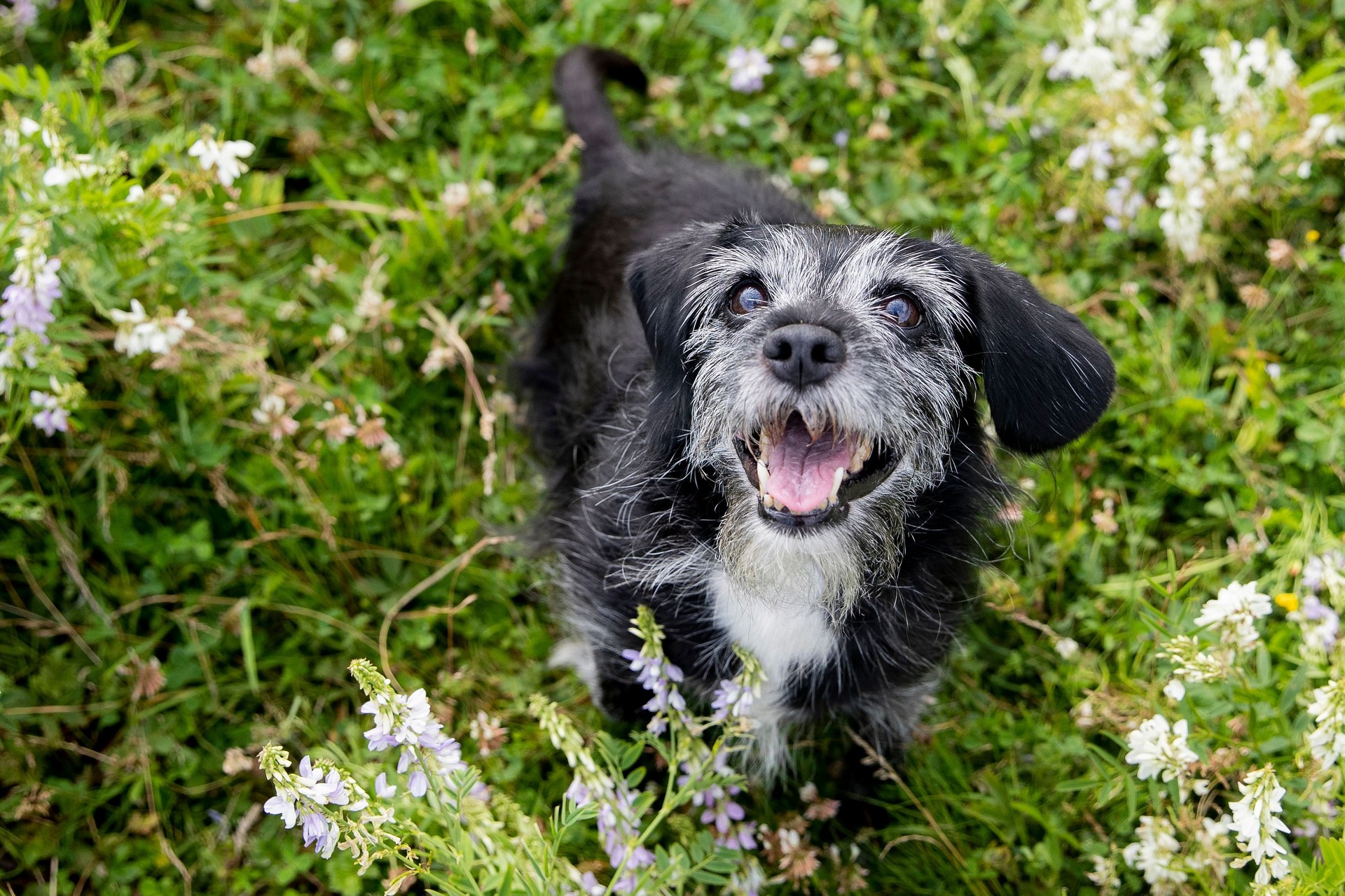 Senior Dog